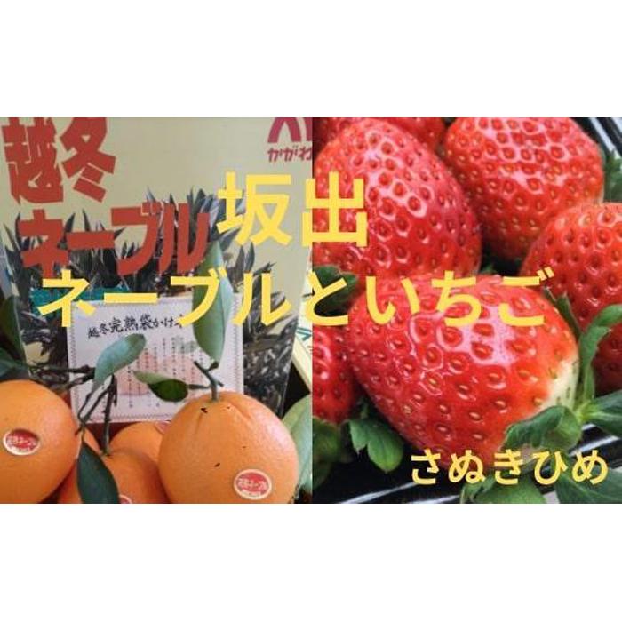 【ふるさと納税】越冬完熟袋掛けネーブル 約5kg（約21個）と大粒いちごさぬきひめ 2パック | フルーツ 果物 くだもの 食品 人気 おすすめ 送料無料