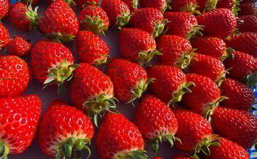 【早期予約・数量限定】いちご2品種パック味比べセット　合計480g 240g×2パック【10004】