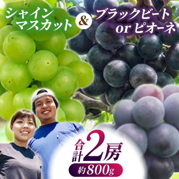 【ふるさと納税】【先行予約】【数量限定】大人気白黒セット シャインマスカット ピオーネorブラックビート 朝採り 計2房（800g）【合同会社 光農園(松尾果樹園)】[ZCR002]