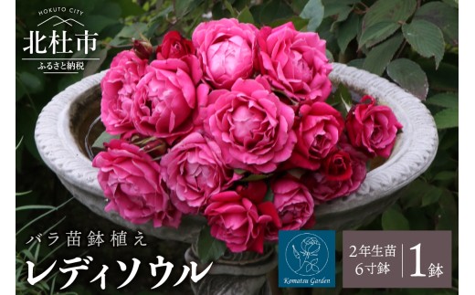 バラ苗鉢植え「レディソウル」　バラ 苗 四季咲き 鉢植え 花 6寸鉢 2年生苗 ガーデニング 母の日 父の日