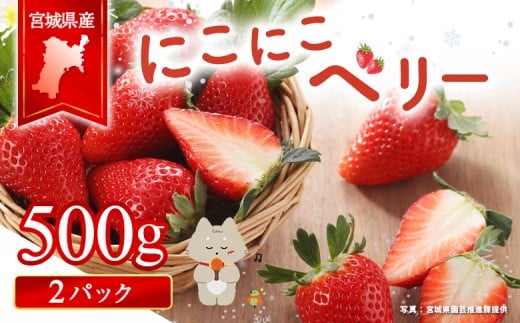 
            宮城県産いちご「にこにこベリー」　約500ｇ（250ｇ×2） | ふるさと納税 宮城県 丸森 いちご 苺 イチゴ ストロベリー フルーツ 果物 くだもの オリジナル品種 デザート スイーツ 甘味 酸味 断面 赤い お菓子作り 製菓材料 生食 家庭用 お取り寄せ ワンストップ マイページ 清野いちご園 丸森町【57001】
          