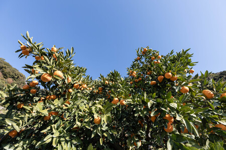 みかん フルーツ 果物 くだもの 有田みかん 蜜柑 柑橘 / こだわりの和歌山県産 有田みかん ５kg（S～Lサイズおまかせ） ひとつひとつ手選別で厳選！生産者から直送 【2024年11月下旬～202