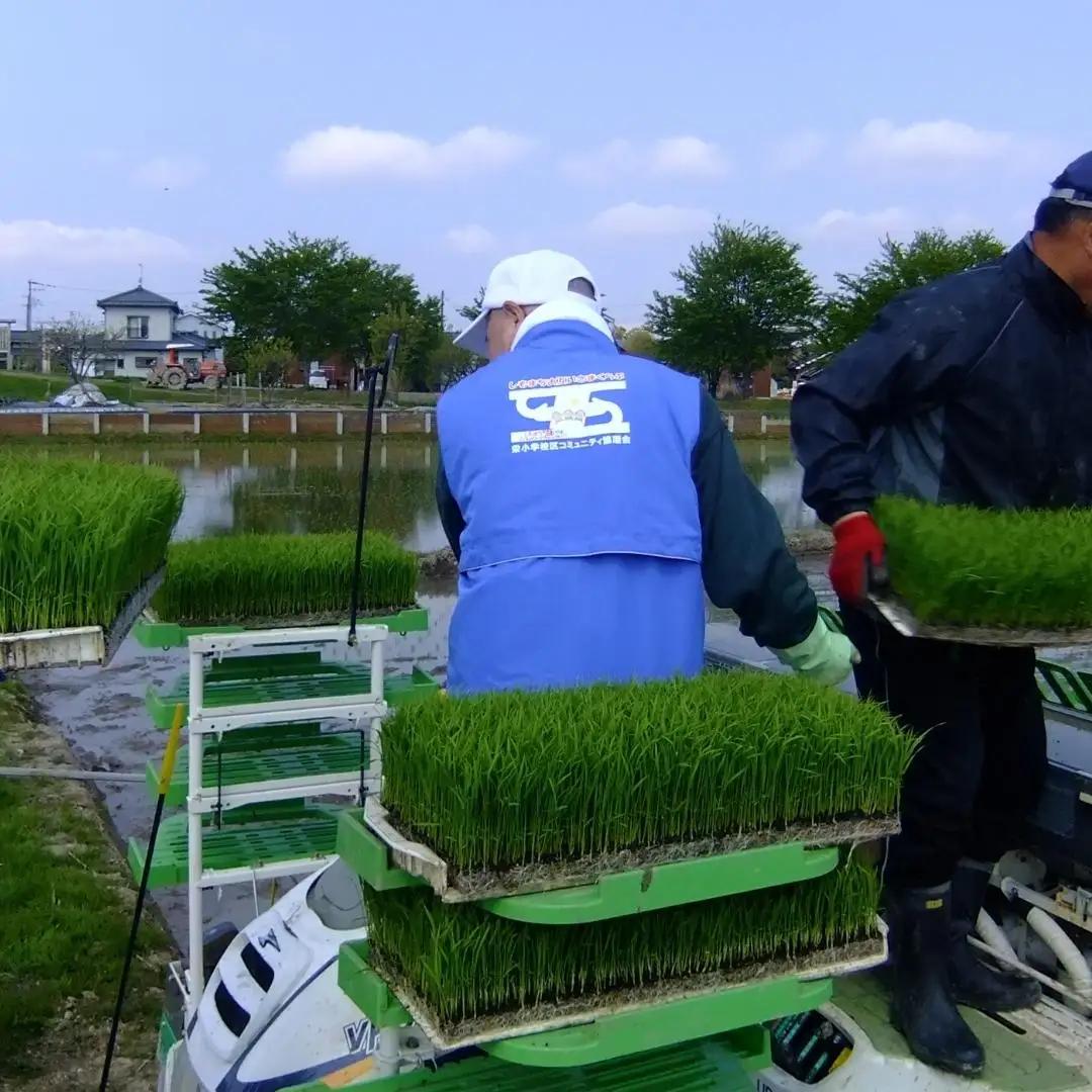 特別栽培米 コシヒカリ10kg 新潟県認証 令和7年産 三条市 コシヒカリ アグリ巧房