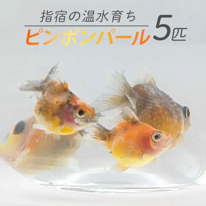 10営業日以内に発送 温水育ち ピンポンパール 5匹 otofarm IB148-003 ※北海道・沖縄・離島配送不可※金魚 金魚