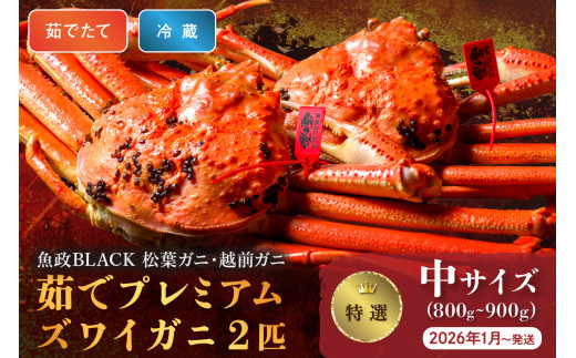 【蟹の匠 魚政】茹で　プレミアムズワイガニ 魚政BLACK（松葉ガニ・越前ガニ）特撰 中サイズ（800～900g） 2匹セット　 (2026年1月～発送)【平日】松葉蟹 蟹 かに カニ ガニ がに ボイル 海産物 甲殻類 海の幸 まるごと　UO01305