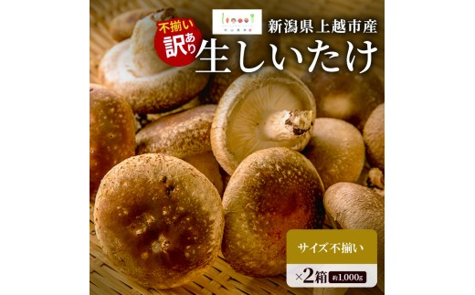 不揃い 訳あり 新潟県上越市産 生しいたけ 椎茸 約500g ×2箱（計1,000g） 秋山農場グリーンプロジェクト
