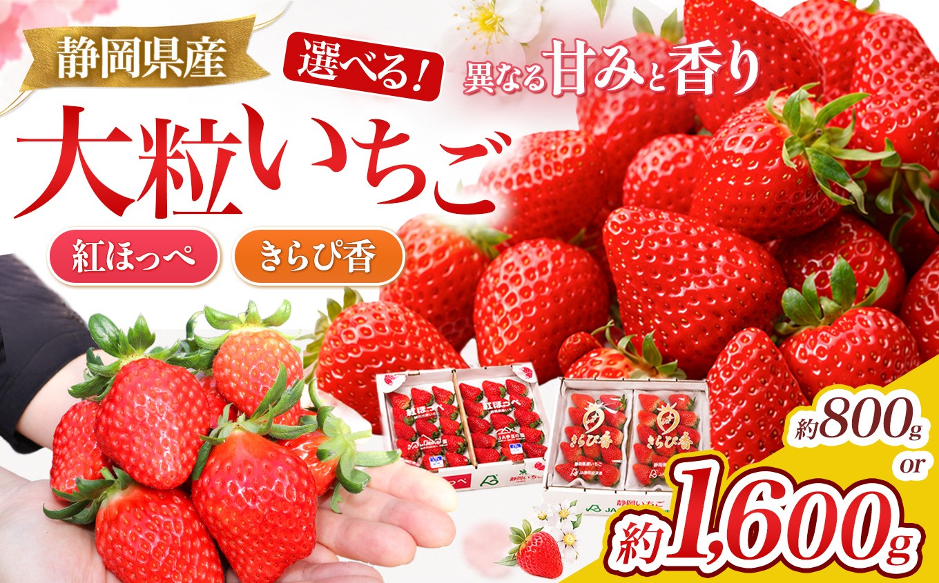 
                  【先行予約/数量限定】選べる！伊豆産ブランドいちご　紅ほっぺ・きらぴ香・食べ比べ 800g 1600g | 果物 フルーツ イチゴ 苺 期間限定 産地直送 静岡県 伊豆の国 
                