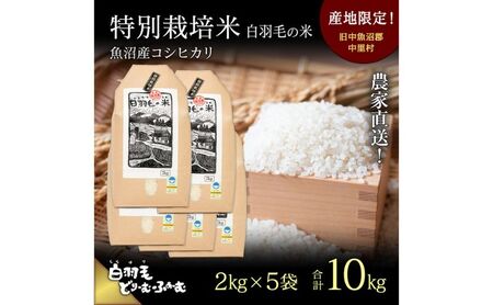 【通年受付】≪令和7年産≫ 農家直送！魚沼産コシヒカリ特別栽培「白羽毛の米」精米(2kg×5袋) 10kg お米 白米 