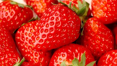 いちご狩り体験 チケット おとな1枚 小学生1枚 いちご狩り 体験 イチゴ 苺 フルーツ 果物 食べ放題 [BP001ya]