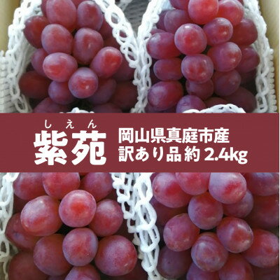 【ふるさと納税】【きよとうファーム】訳あり品 甘くて懐かしい味わいの葡萄「紫苑(しえん)」/約2.4kg(岡山県産)【配送不可地域：離島】【1602450】