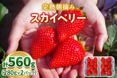 【12月～4月上旬で順次出荷】完熟朝摘みスカイベリー｜560g ｜いちご