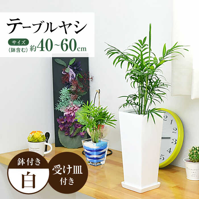 【ふるさと納税】観葉植物 テーブルヤシ スクエア 陶器鉢 受け皿付き / 観葉 植物 インテリア おしゃれ プレゼント / 大村市 / 琴花園[ACYK017]