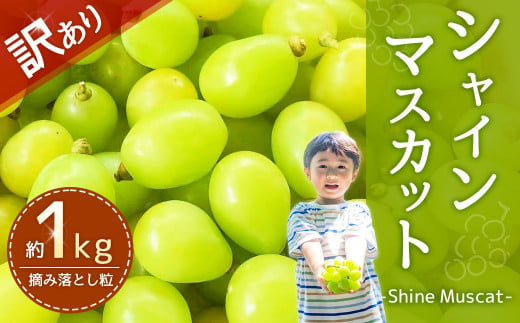 【2024年8月下旬～9月下旬発送】【訳あり品】福岡県産シャインマスカット 摘み落とし粒 約1kg