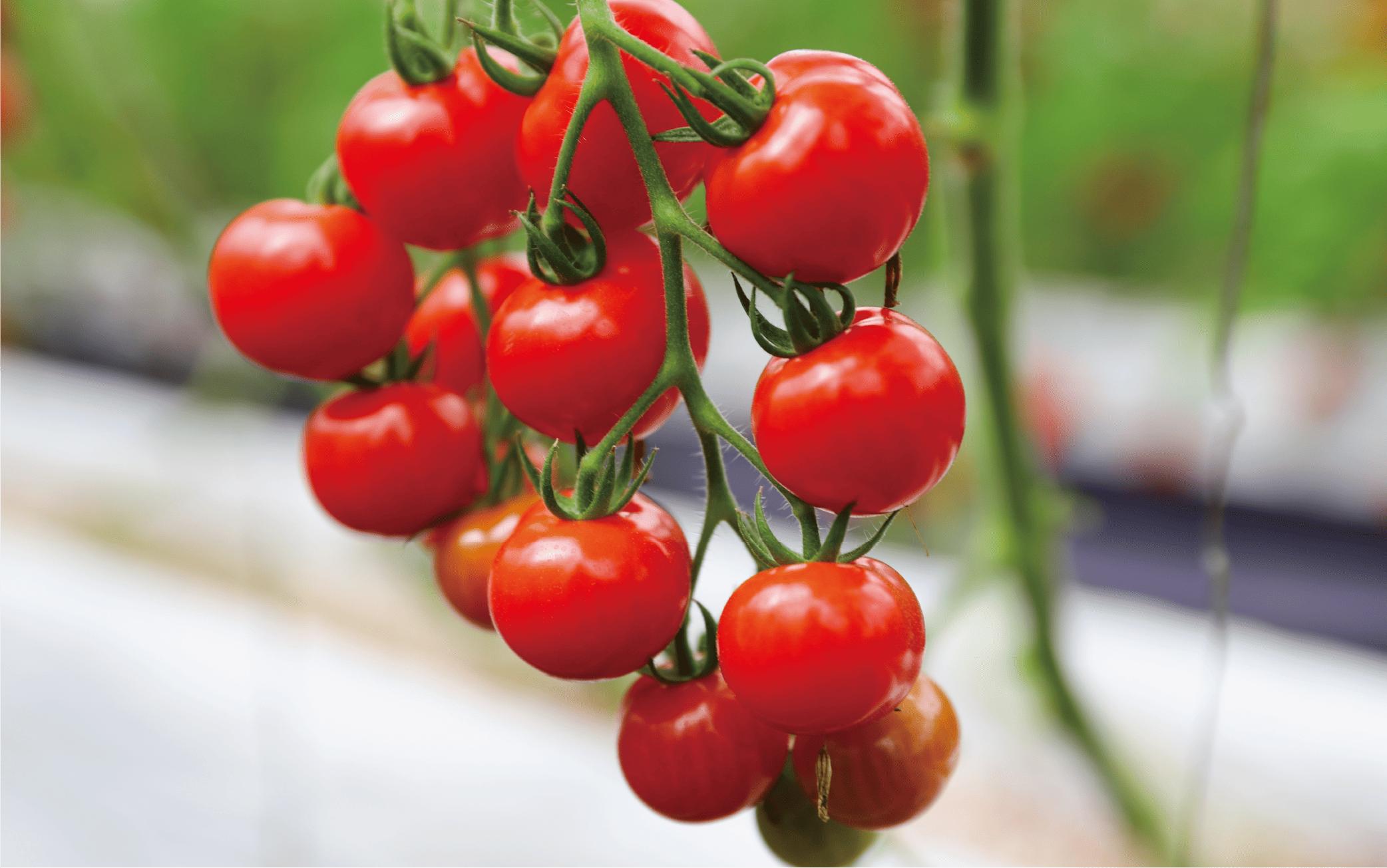 【2025年12月上旬～発送】【鹿児島県指宿市産】さくらんぼトマト 薩摩の恋心 35個入(シナジーブリーディング/010-373)トマト 美味しいトマト フルーツトマト サクランボ トマト ミニトマト