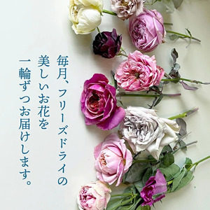 SL0181　【12回定期便】水のいらない花　ゼロフラワー定期便「花いちりん」