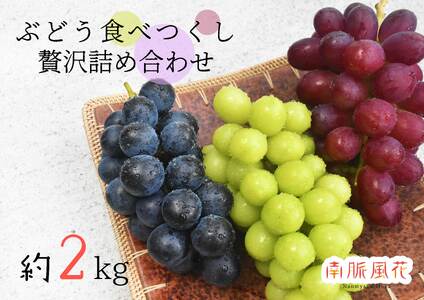 ＜2026年発送先行予約＞皮ごと食べられる！希少ぶどう3色特別詰め合わせ約2.0㎏ ALPAJ009