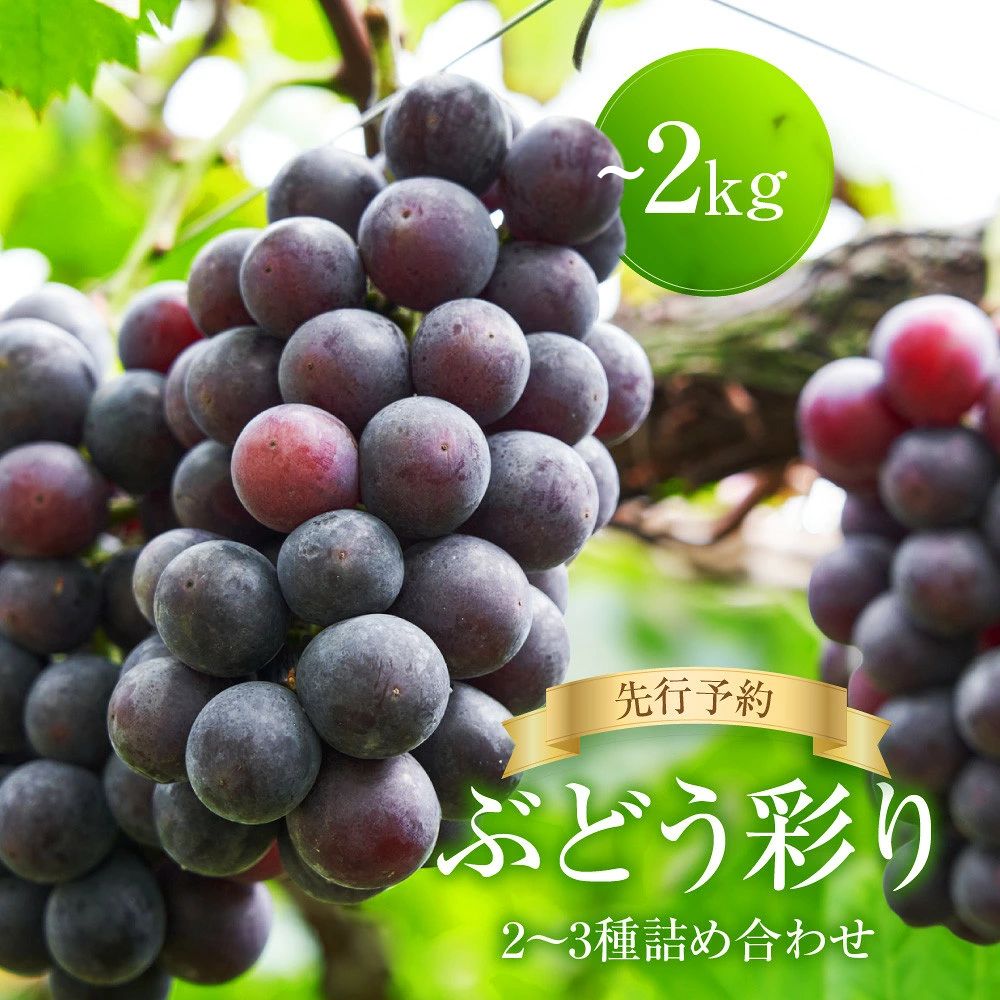 【ふるさと納税】＜2026年 先行予約 9月中旬〜10月下旬発送＞ ぶどう彩り2～3種詰め合わせ 1kg 2kg 選べる| 品種おまかせ 朝採れ フルーツ 果物 食品 おいしい 人気 シャインマスカット マスカット ぶどう 飛騨高山 ぶどうマルシェTSUZUKU SK001 SK002
