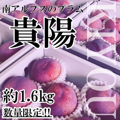 ふるさと納税 南アルプス市 山梨県南アルプス市産　旬の採れたて貴陽　約1.6kg