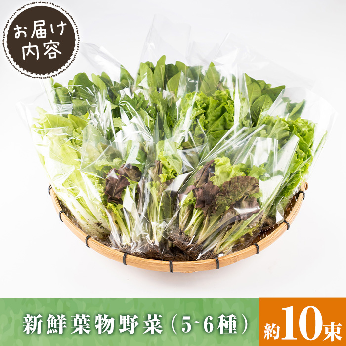 i849 ひかりのお野菜(約10束・5〜6種)【ひかりの郷】