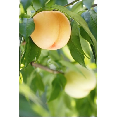 2026年 岡山白桃ロイヤル(1箱3玉)800g【配送不可地域：離島】【1641665】