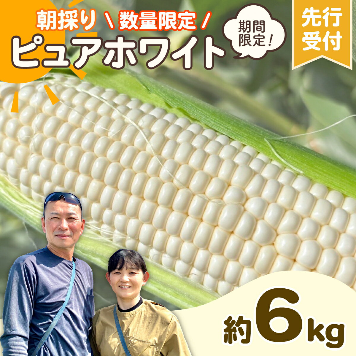 【ふるさと納税】【 先行予約 2026年6月下旬発送】【 令和8年産 】 朝採り 白い とうもろこし ピュアホワイト 約 6kgトウモロコシ 期間限定 甘い 生食