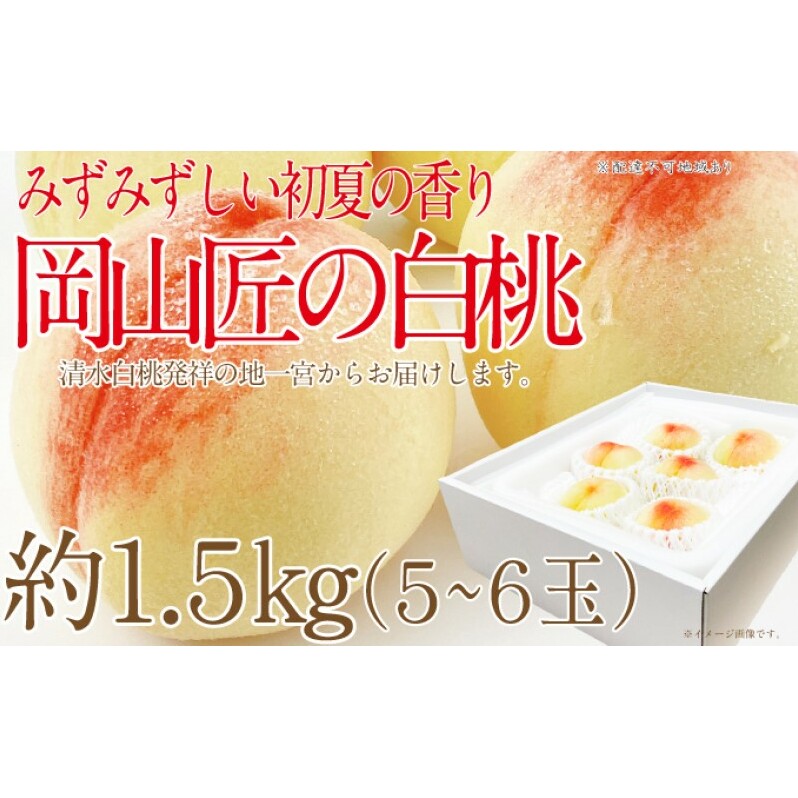 もも 2025年 先行予約 岡山匠の白桃 約1.5kg 5～6玉 犬塚農園 岡山県産 白桃 桃 モモ ギフト 初夏 みずみずしい
