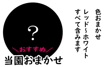 【色で選べる】花巻温泉バラ園で育てたシクラメン＜2026年11月より順次発送＞おまかせ【2279-0】