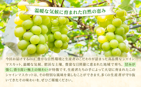 シャインマスカット 秀品 内容量 約1.2kg(2-5房) 日本フルーツ《6月下旬-8月末頃出荷》熊本県 荒尾市 ぶどう ブドウ 果物 フルーツ スイーツ デザート ギフト ご贈答