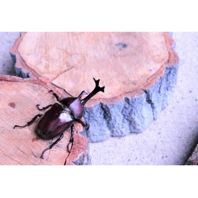 ふるさと納税 南山城村 カブトムシ(成虫)オスメス1ペア飼育セット付 |  | 03