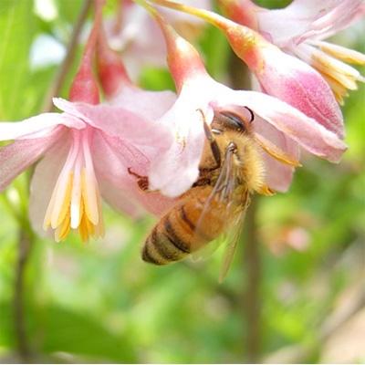 ふるさと納税 那須塩原市 選りすぐりの純国産はちみつ150g×5本セット |  | 02