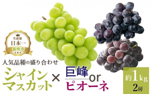 
＜2024年先行予約＞厳選!! 池田青果の【大人気ぶどう2種盛り合わせ】シャインマスカット・巨峰 or ピオーネ（1.0kg） 173-002
