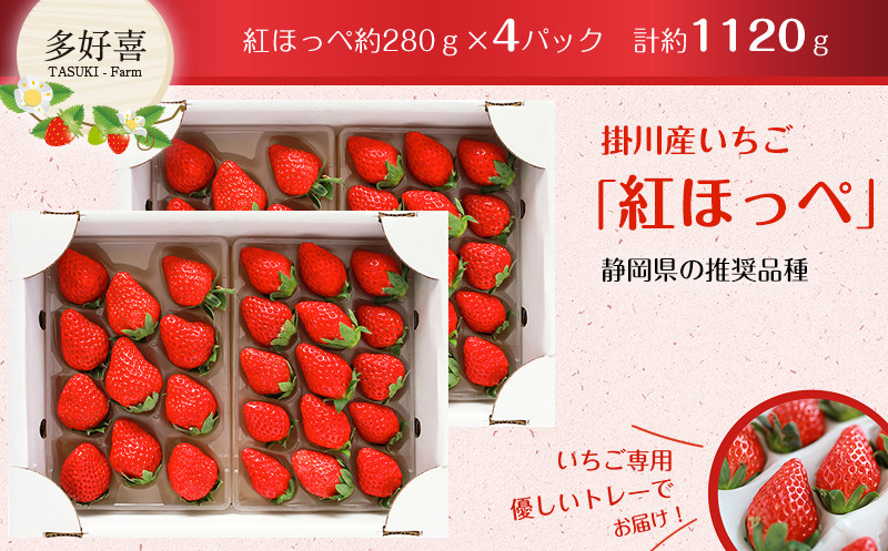 
１９６６　いちご 掛川産苺 紅ほっぺ 280ｇ×４Ｐ 計1,120ｇ 令和6年4月～5月までに順次発送 多好喜 ( たすき ) ① 4月からの発送　② 5月からの発送　２つの中から発送月をお選びください
