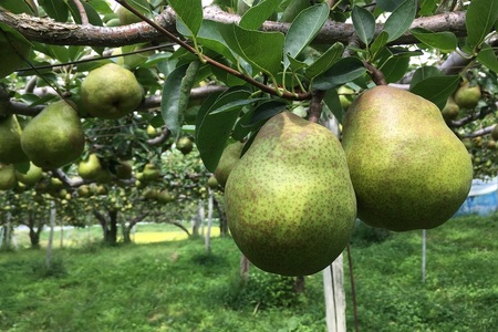 【定期便：全２回】ラ・フランス　３ｋｇ　ご家庭用を２回お届け　0037-2514