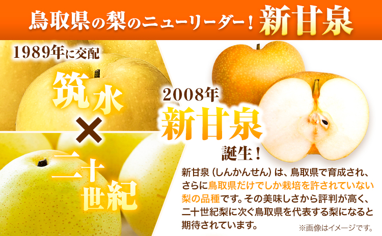 訳あり 新甘泉 約5kg《2026年8月下旬-9月下旬頃出荷》新甘泉 梨 訳あり ご家庭用 鳥取県 八頭町 なし 果物 フルーツ 特産品 送料無料 果汁 デザート 八頭