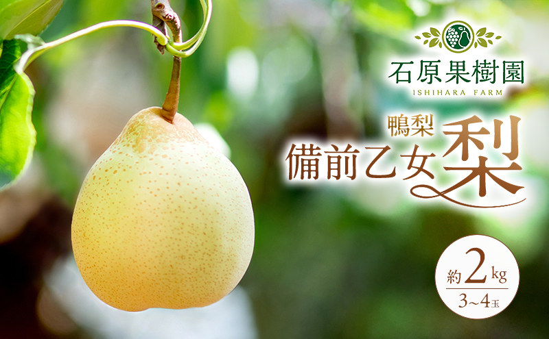梨 2026年 先行予約 備前乙女梨（鴨梨） 3～4玉 合計約2kg【11月下旬～12月中旬頃発送】  ナシ なし 岡山県産 国産 フルーツ 果物 ギフト 石原果樹園