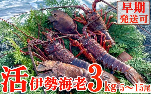【天然】活伊勢海老３ｋｇ伊勢海老 伊勢エビ 伊勢 海老 エビ イセエビ 生きたまま 海鮮 お祝い ギフト 魚介 刺身 キャンプ BBQ 鮮魚 人気