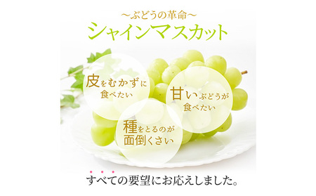 シャインマスカット晴王 約600g 1房程度 橋田商店有限会社 先行予約《2026年9月中旬-11月中旬頃出荷》 岡山県 浅口市 岡山県産 ぶどう フルーツ 果物 くだもの マスカット 送料無料【配送
