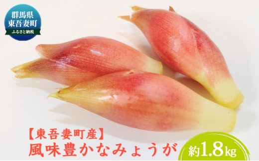 
                  [№5819-0270]【東吾妻町産】風味豊かな みょうが 約1.8kg
                