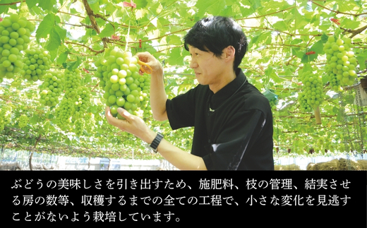 【2026年7月中旬～順次発送】ぶどう詰め合わせ 約1.7kg　デラウエア3房＋ここにしかないオリジナル品種おまかせ2種　希少品種 食べ比べ フルーツ 果物 くだもの 葡萄 中村オリジナルぶどう園 デ