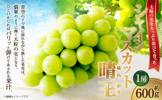 [HS]ぶどう シャイン マスカット 晴王 1房 約600g【2026年9月上旬～10月下旬発送】【ブドウ 葡萄  岡山県産 国産 フルーツ 果物 ギフト】