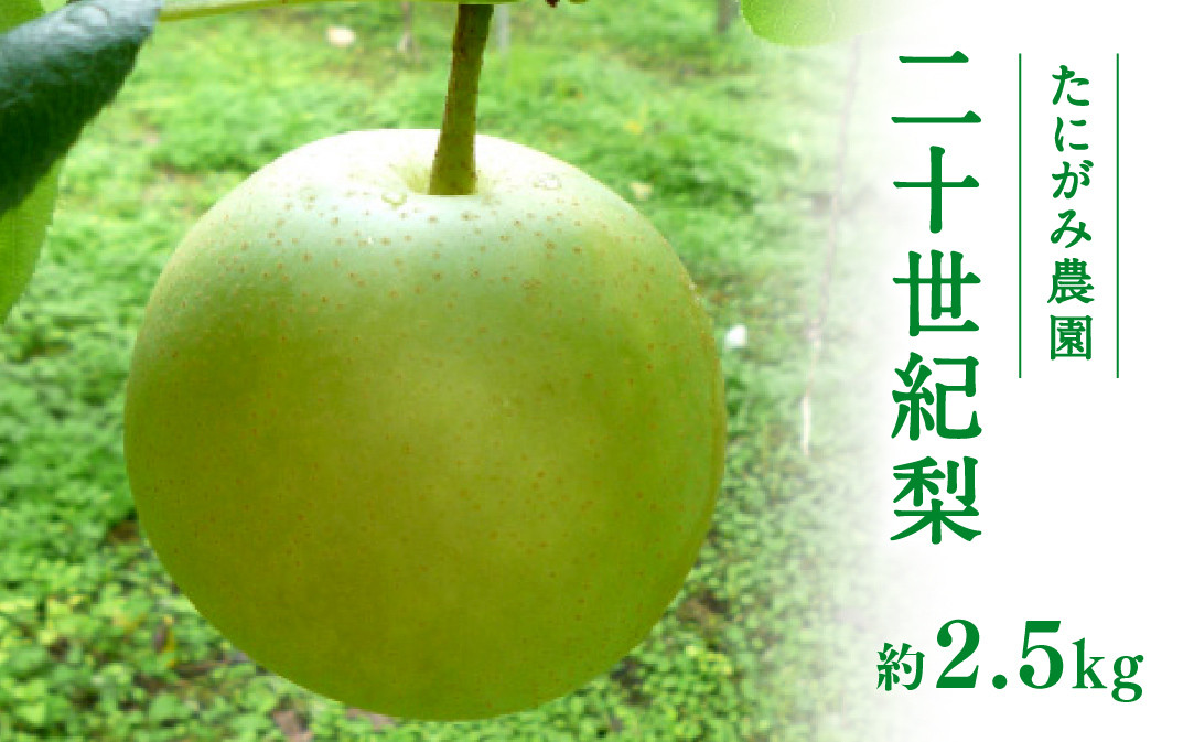 
                  【先行予約】たにがみ農園 二十世紀梨 2.5kg(5～9玉) 梨 なし フルーツ 果物 くだもの 鳥取県 佐治 梨 なし ナシ
                