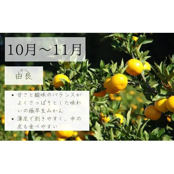 【2026年10月以降順次発送】日下みかん サイズ混合 2S～2L 5kg 秀品 果物類 柑橘類 フルーツ 農薬 有機肥料 光センサー 高品質 おいしい 