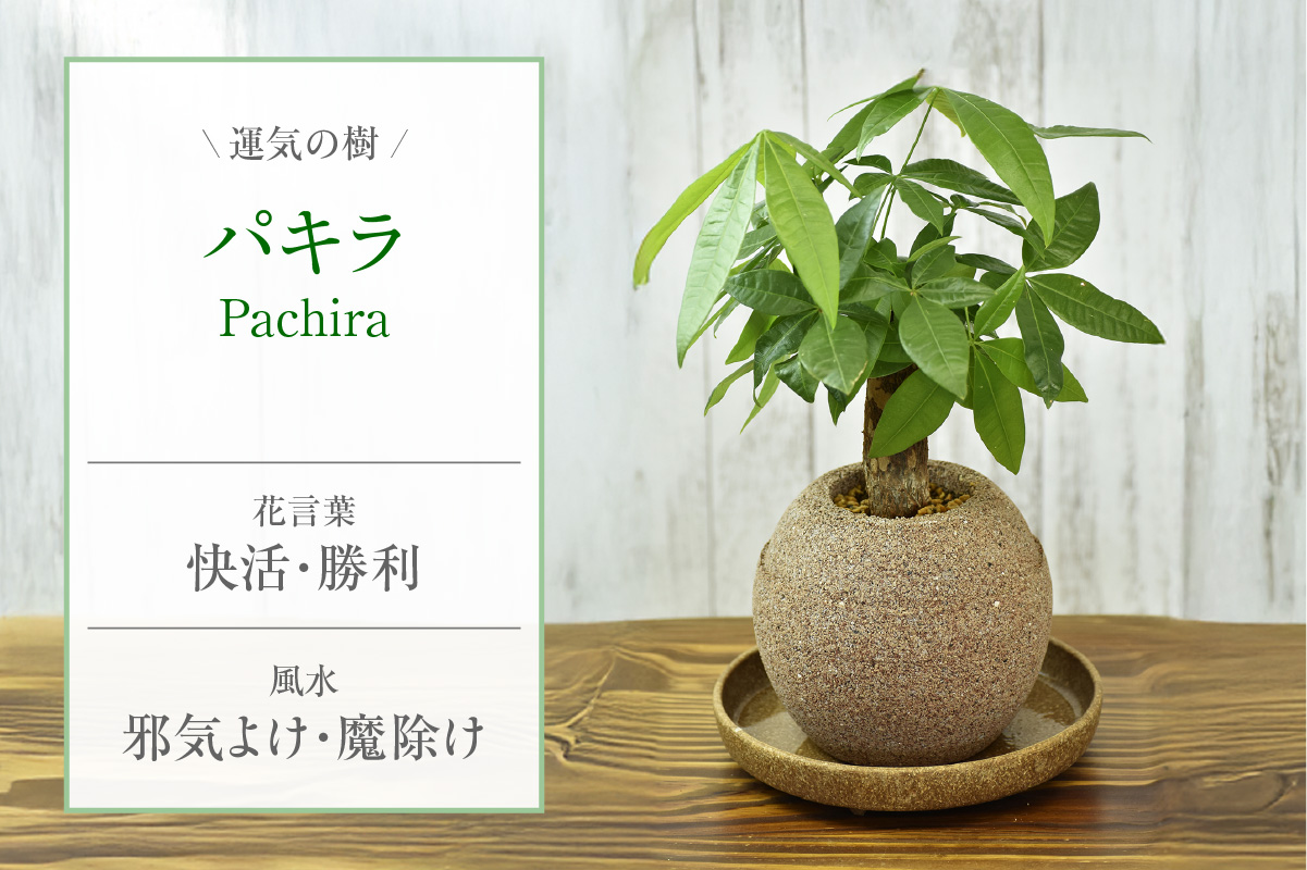 アクアプラントポット®　玉Ｍ（ブラック） 植木鉢　パキラ（2094）