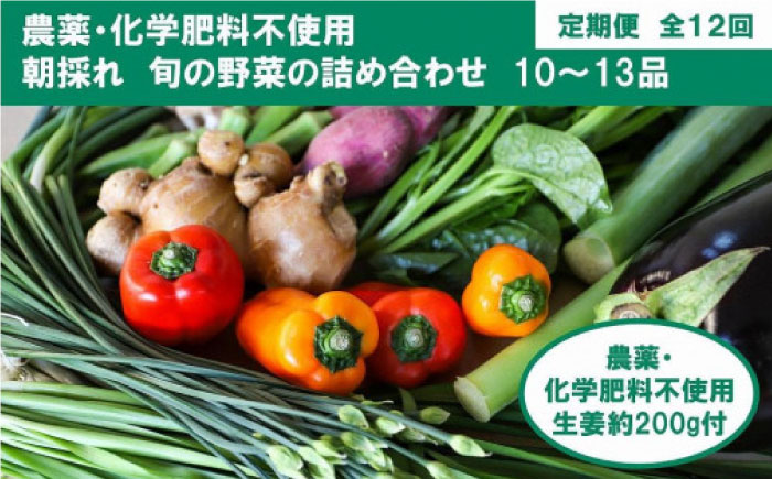 定期便 土佐の太陽をいっぱいに浴びた旬の野菜生姜約200gのセット「大」 (12回配送)【土佐野菜】 [ATBA016]