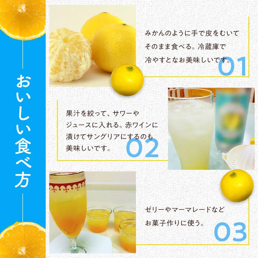 【希少フルーツ】【露地栽培】湘南ゴールド(家庭用)　3kg　2027年3月中旬頃～3月下旬頃発送予定 | 湯河原町 3kg 地域特産品 露地栽培 熟成 柑橘類 フレッシュ