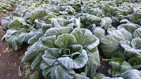【自然栽培】大和の伝統野菜 下北春まな1kg 草野自然農園 国産野菜