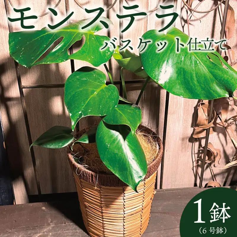 京都 モンステラ バスケット仕立て  植物 インテリア 観葉植物