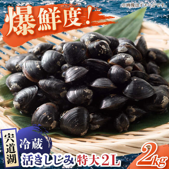 【ふるさと納税】鮮度抜群の貴重な特大粒！宍道湖産しじみ2Lサイズ2kg(生鮮・砂抜済・活しじみ) 島根県松江市/有限会社藤本米穀店[ALCG009]