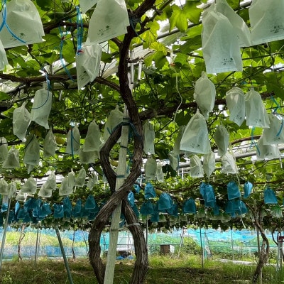 【先行受付】シャインマスカット1房+黒ぶどう1房　合計1Kg以上【配送不可地域：離島】【1688559】