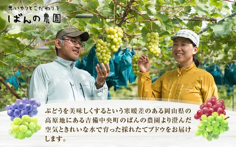 ぶどう 2026年 先行予約 ぶどう ウインク 1房 約500g  岡山県産